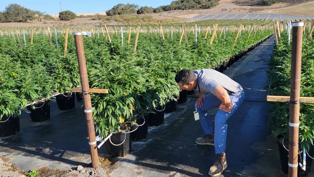 Bay Kinetic consultant inspecting potted cannabis plants in an outdoor field