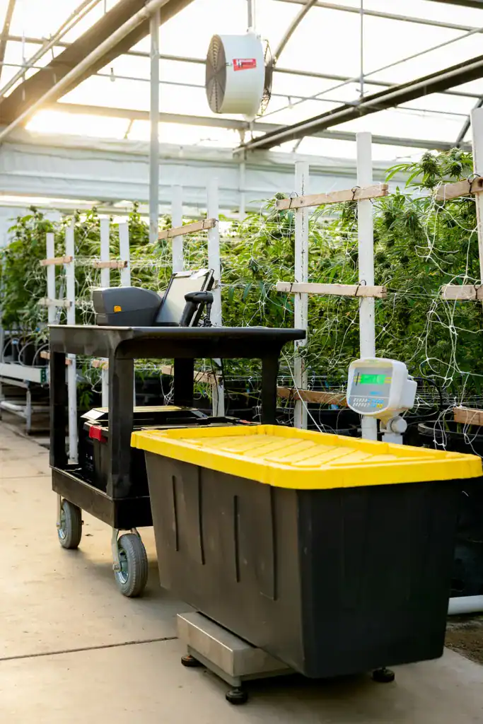 Harvest tote on an Adam Equipment floor scale beside a labeling cart in a greenhouse