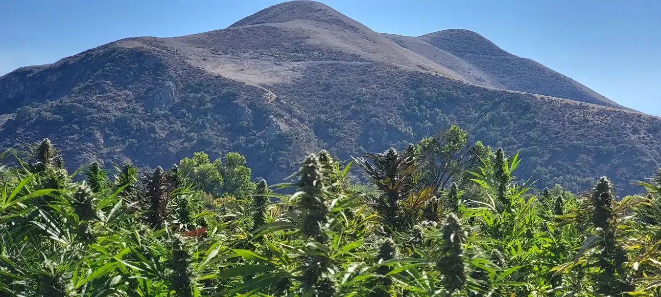 Flowering outdoor cannabis below a chaparral mountain ridge under a clear sky.