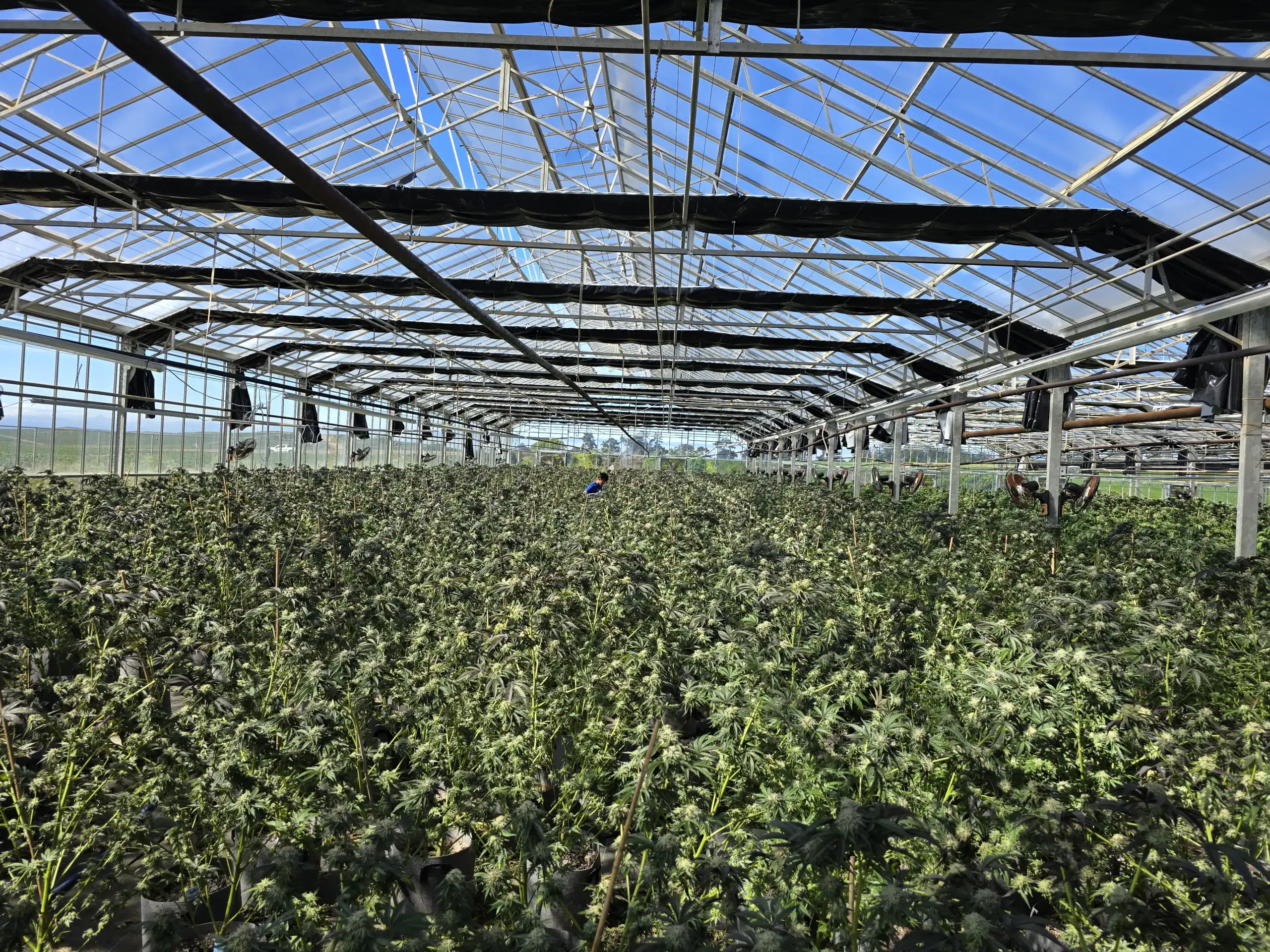 Flowering cannabis canopy in a greenhouse with the roof open