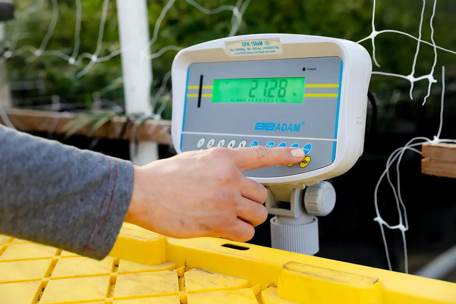 Hand reading a weight from a connected scale