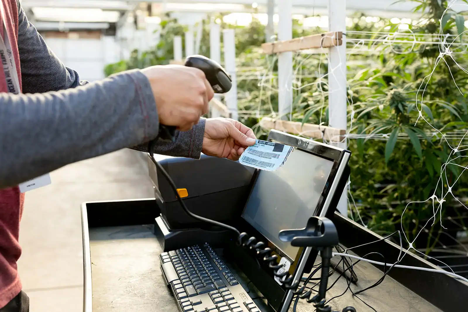 Worker scanning a METRC tag at a weighing station