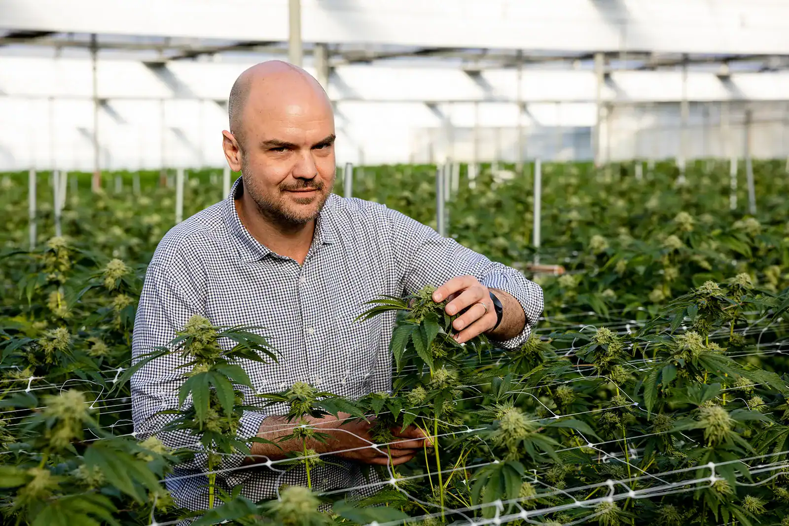 A man checking flowering cannabis plants in a greenhouse