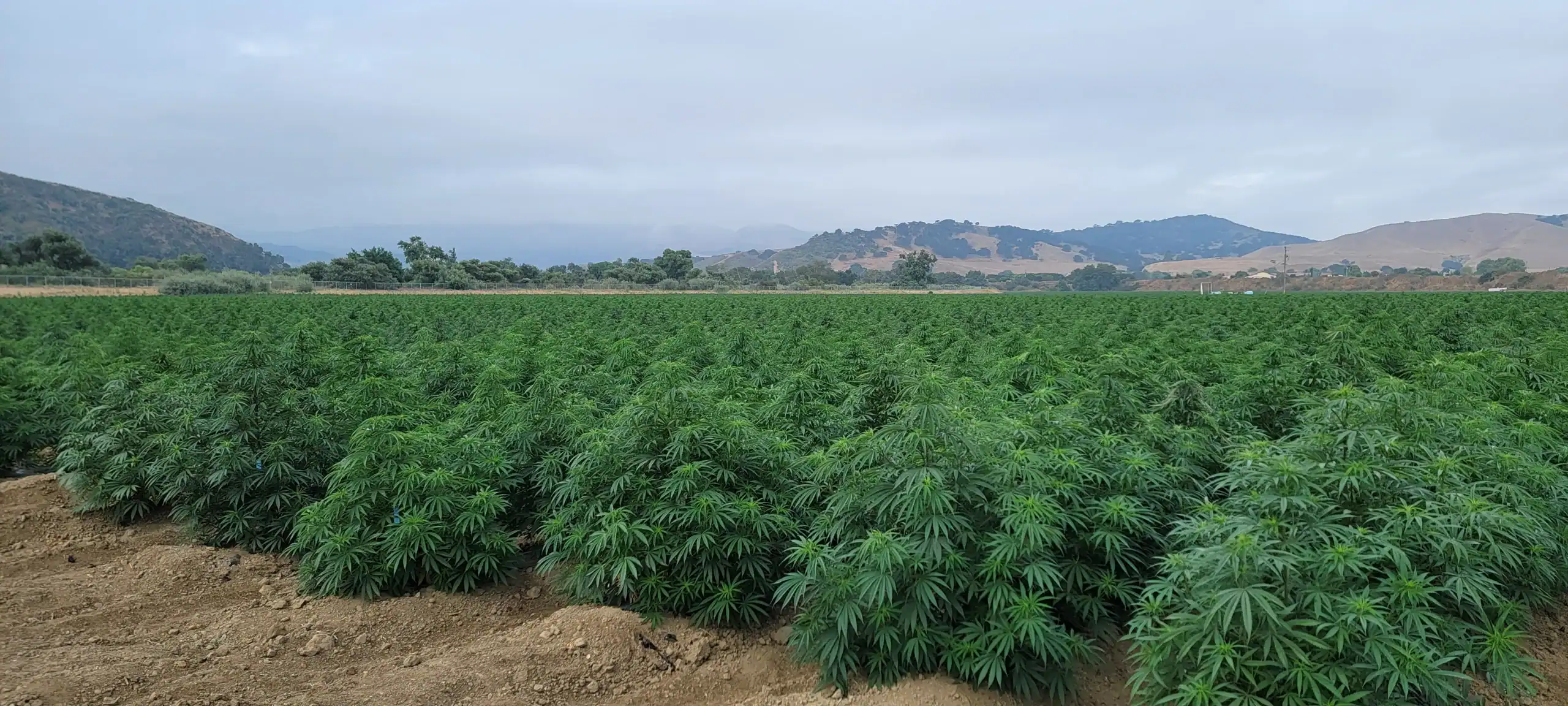 Rows of outdoor cannabis on a valley farm with oak-covered hills behind.