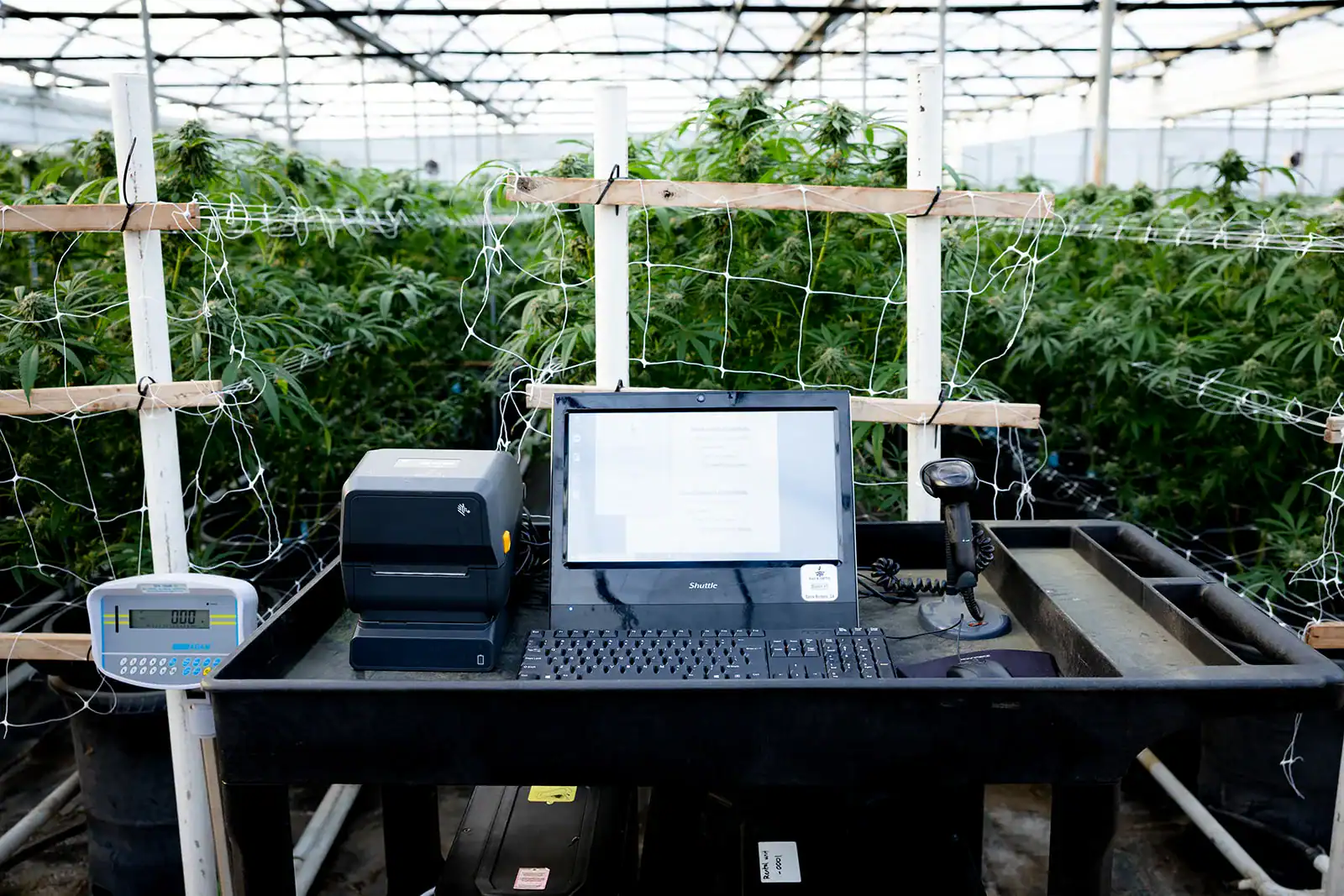 A weigh-station cart in a greenhouse aisle with a scale indicator, label printer, monitor, keyboard and handheld scanner, in front of trellised flowering cannabis.