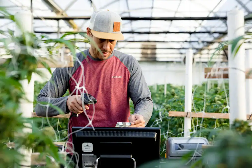 Worker scanning a plant tag at a weigh station in a greenhouse