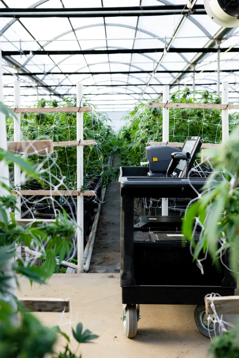 A BaykedStation cart with a label printer, handheld scanner and monitor parked at the end of a greenhouse aisle between trellised rows.