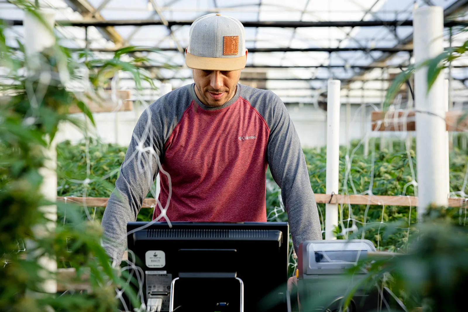 A grower in a cap and raglan shirt works at a BaykedStation monitor and label printer in a greenhouse aisle, surrounded by trellised flowering plants.