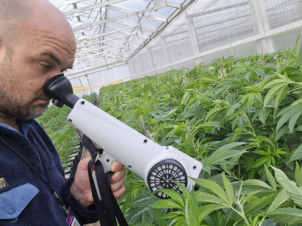 A grower looks through the eyepiece of a handheld inspection scope beside rows of young cannabis plants in a greenhouse.