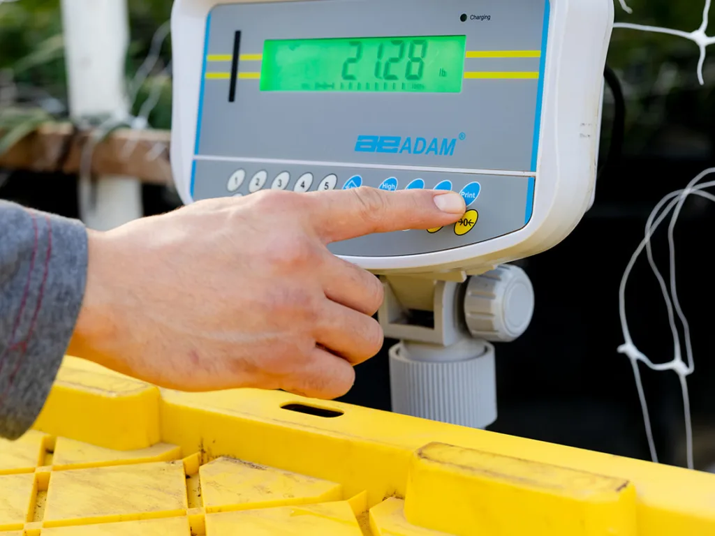 A hand presses a key on a scale indicator reading 21.28 lb above a yellow harvest tote.